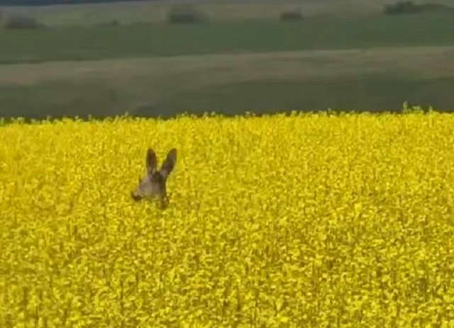 Сибирскую косулю, порхающую над золотистыми волнами рапса, сняли на видео в РТ