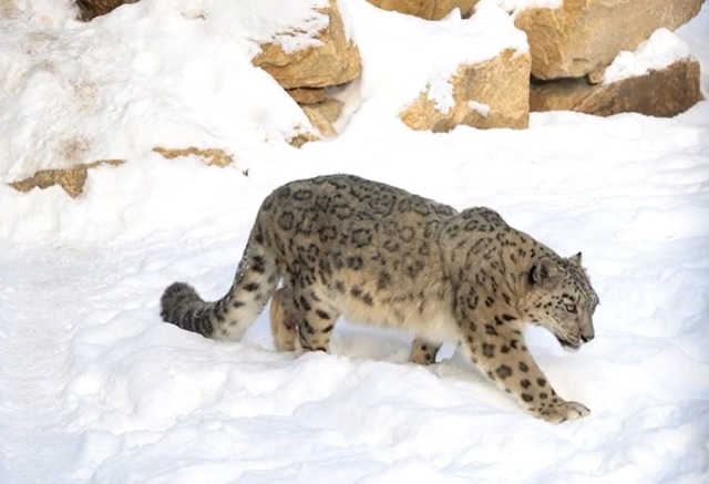 Делегаты из Китая рассказали об изучении снежного барса на форуме в Казани