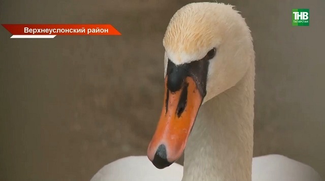 Необычная история: в Татарстане краснокнижный лебедь Василий на время стал «домашним»