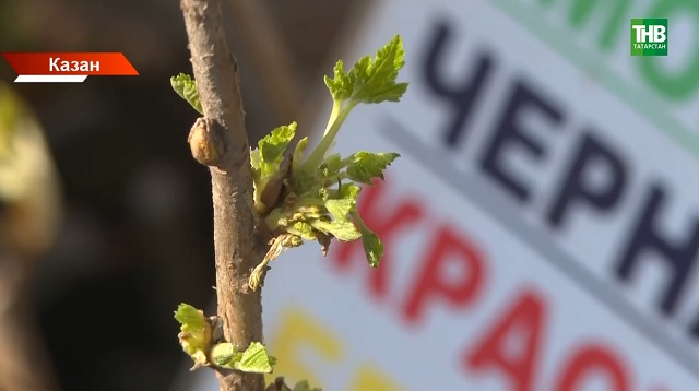 Бакчачылык чоры: чын үсентеләрдән ялганны ничек аерырга?