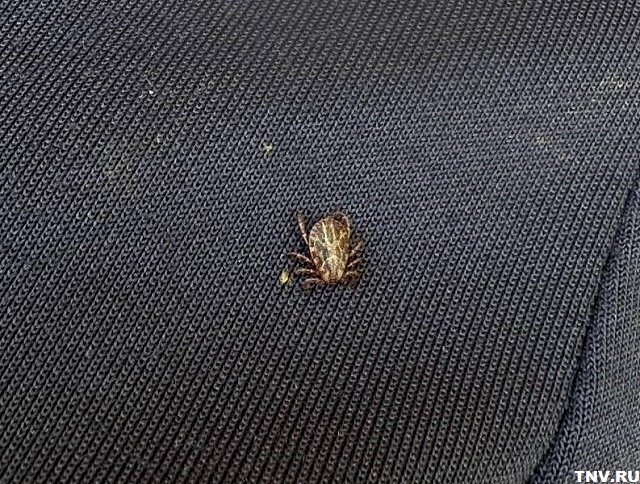 Стало известно, где в Татарстане произошел случай иксодового клещевого боррелиоза