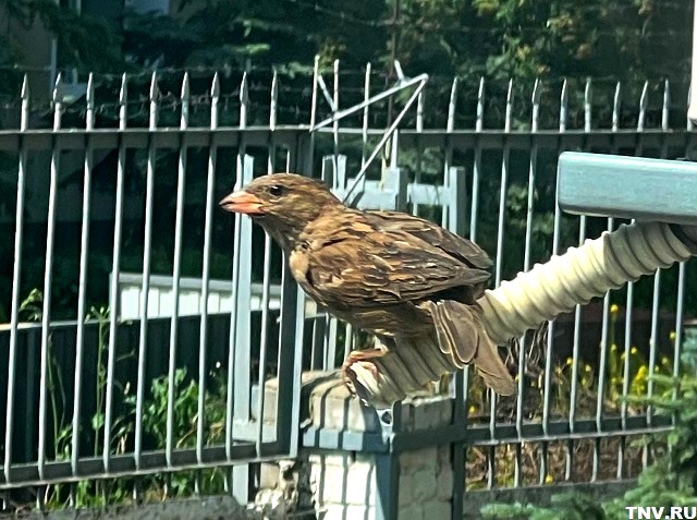 Зависит от циркуляции воздуха: метеоролог дал прогноз на июль в Татарстане