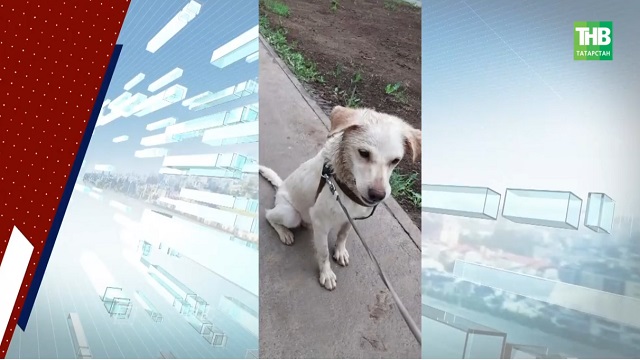 Казанда йортта яшәүче эт котыру авыруыннан үлгән