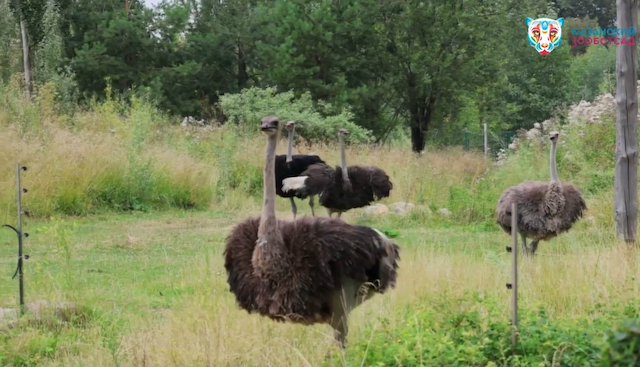 Пернатое пополнение: два новых африканских страуса появились в Казанском зоопарке