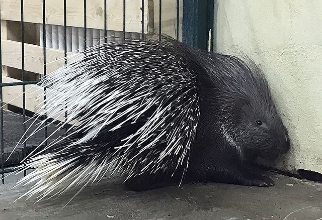 Жителям Казани предложили выбрать имя для нового обитателя зоопарка «Река Замбези»