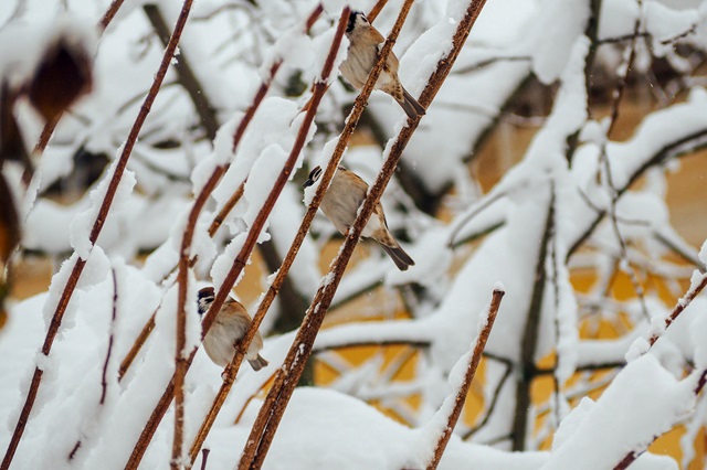 До -4 градусов и снег ожидаются в Татарстане в начале недели