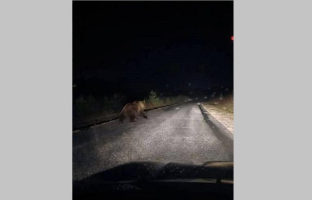 Бурого медведя заметили еще в одном районе Татарстана