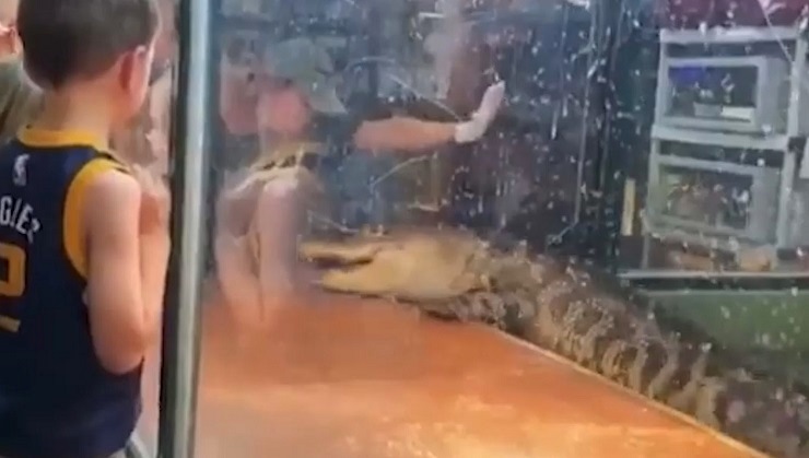 Шок-видео: аллигатор напал на сотрудницу центра рептилий на глазах у детей