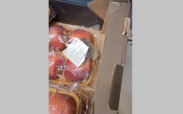 Мышь в упаковке яблок запечатлел житель Казани в одном из супермаркетов