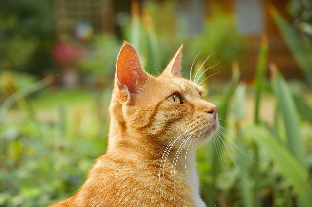 «Тепло, временами жарко»: стало известно, какой погоды ожидать 29 июня в Татарстане