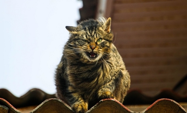 27 июльдә +34 градуска кадәр эссе көтелә