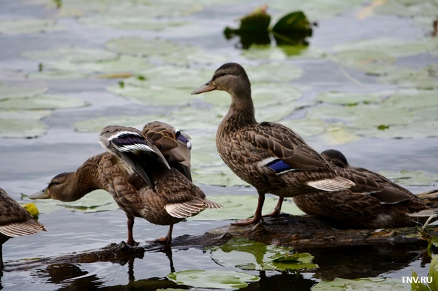 После ночных заморозков в Татарстане воздух прогреется до +12 градусов