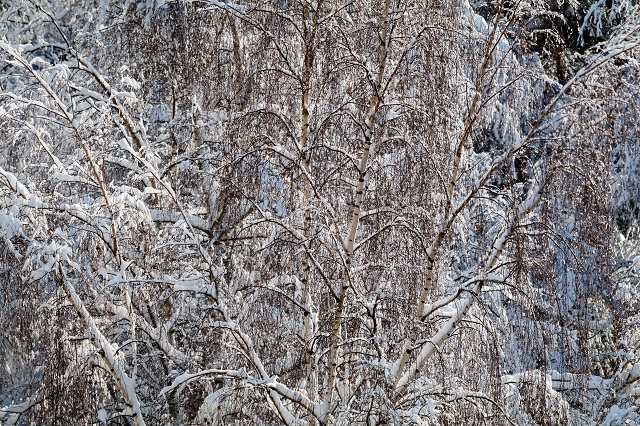 Надолго ли в Татарстане задержится снег, ответил синоптик Тишковец