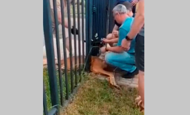 Спасение застрявшей в заборе косули попало на видео в Татарстане