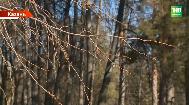 В Казани в связи с цветением вяза, ольхи и березы возросло число аллергиков