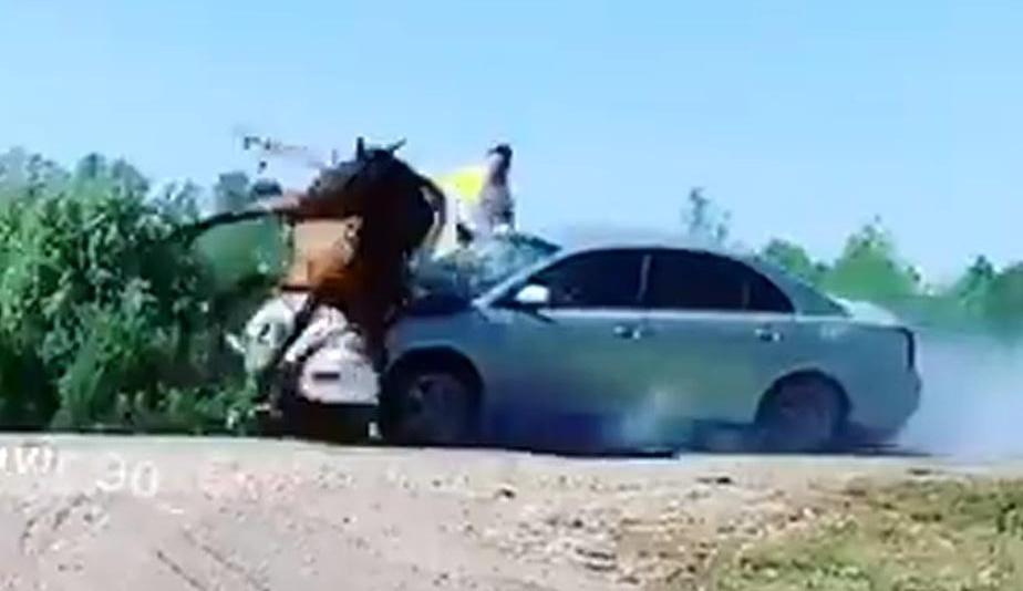 Праздник не состоялся: иномарка влетела в гужевую повозку с людьми - видео (18+)