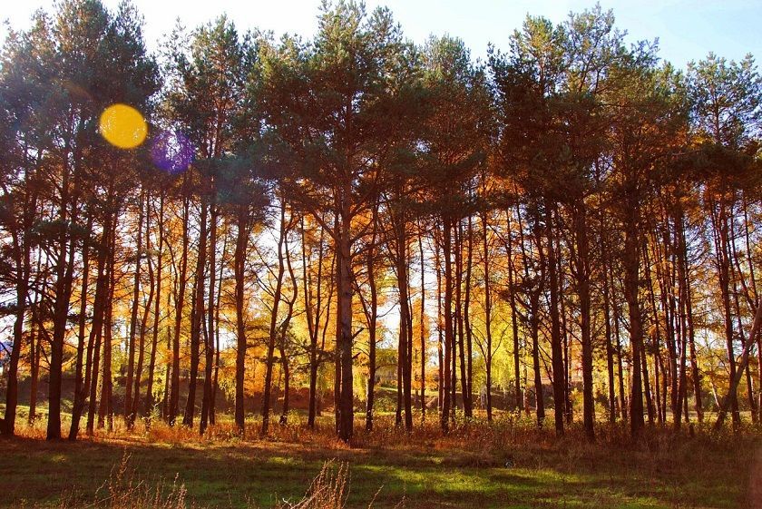 Власти Татарстана на три недели ограничили доступ в леса