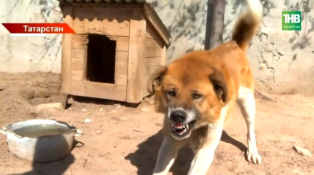 В Татарстане ужесточили правила отлова и содержания собак