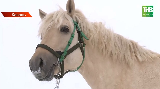 Древняя порода против мин: чем помогут бойцам СВО кони из Татарстана