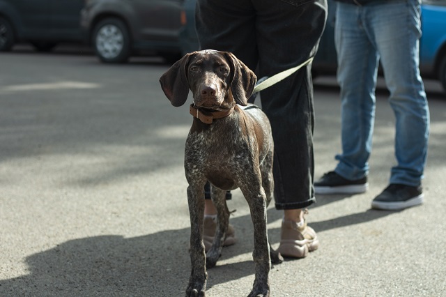 В эти выходные в Казани пройдет бесплатная вакцинация кошек и собак от бешенства