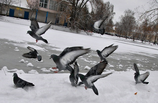 Начальник Гидрометцентра Татарстана рассказал о погоде на предстоящую зиму – видео