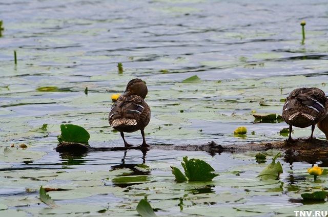 Новыми водными объектами Татарстана пополнился Госкаталог географических названий