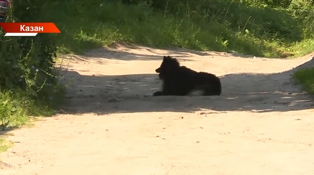 Татарстанлылар урамнарда сукбай этләр артуына зарлана