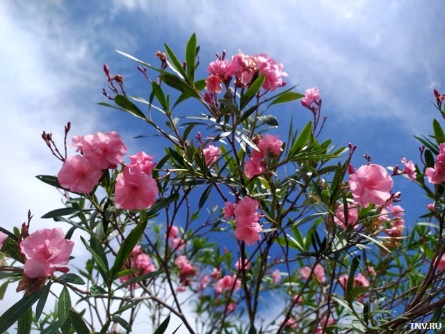 Жара наступает: профессор КФУ назвал температурный предел для Татарстана