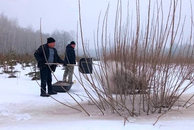 «Чернение снега» проводят в лесных питомниках Татарстана по нацпроекту 