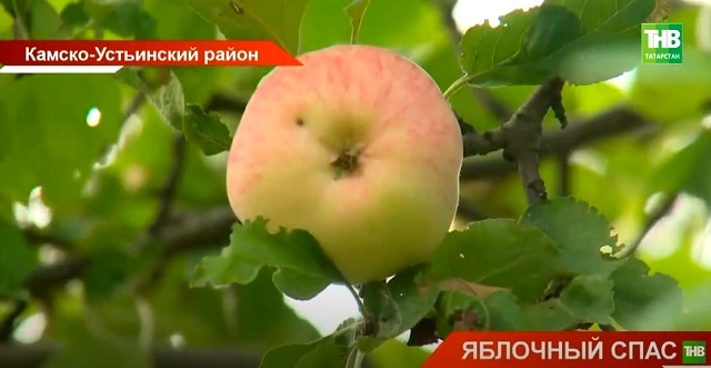 Вестник приближения осени: Яблочный Спас отметили в татарстанском селе Красновидово