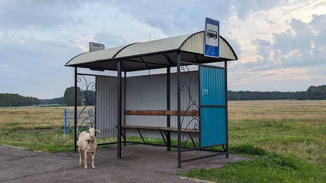 Казанның 31 номерлы автобус маршрутында тукталыш исеме үзгәргән