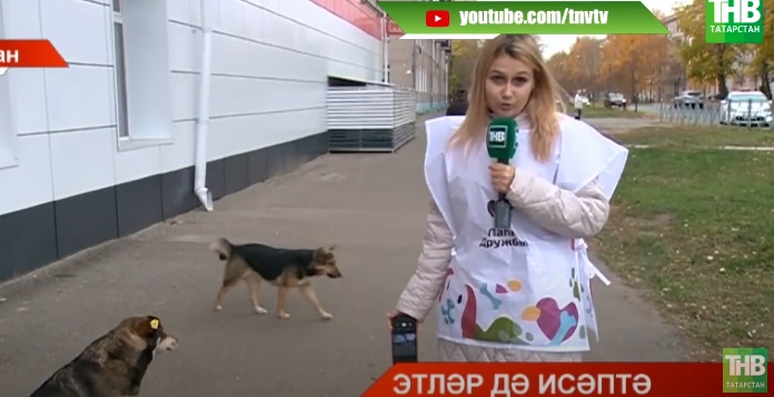 Казанда сукбай этләрне саный башладылар