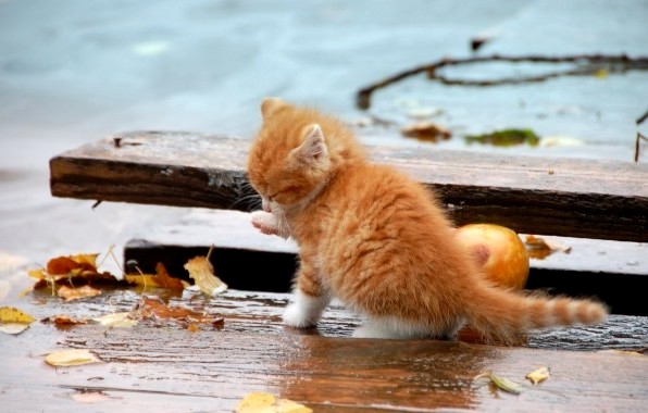 27 сентябрь Татарстанда +13 градуска кадәр суытачак