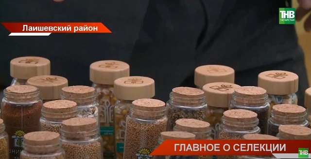По зернышку: в Татарстан приехали селекционеры всей страны