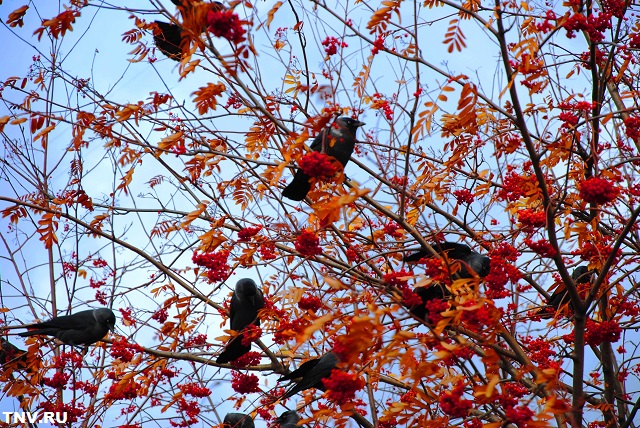 Температурный фон может прийти в норму в Татарстане с началом календарной зимы