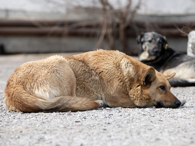 Жители Казани собрали для приюта «Помоги дворняге» 200 кг корма и крупы