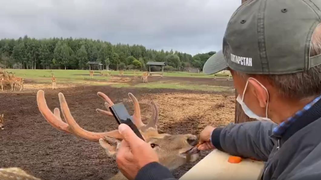 Президент Татарстана покормил маралов в экопарке в Рыбно-Слободском районе
