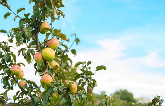 Садоводам Татарстана рассказали, как отблагодарить фруктовые деревья за урожай