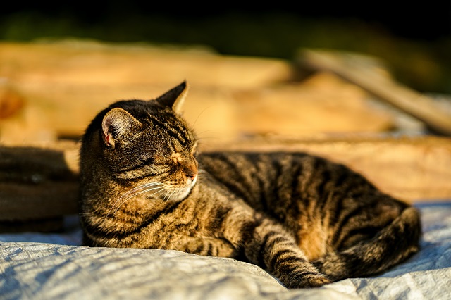 В начале выходных в Татарстане похолодает до +11 градусов