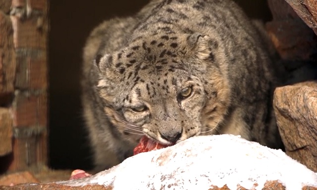 180 участников из 12 стран приехали в Казань на форум по сохранению снежного барса