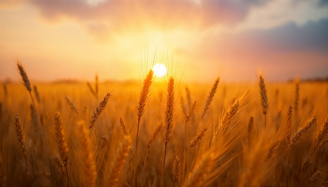 Жару до +42 градусов анонсировал Гидрометцентр в ряде регионов