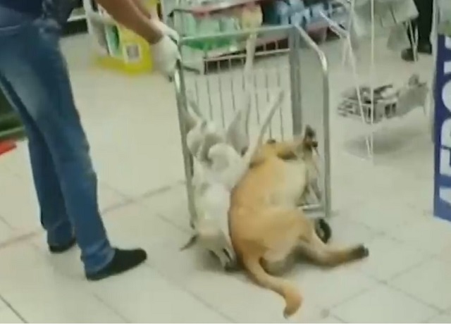 Mash опубликовал кадры с умирающими от отравления собаками в «Магните»