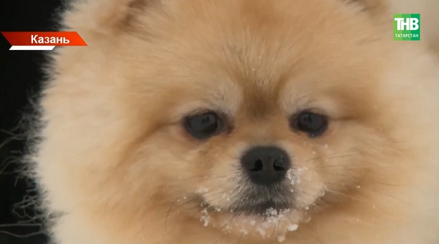 В Казани проверили, как владельцы собак соблюдают закон о чипировании