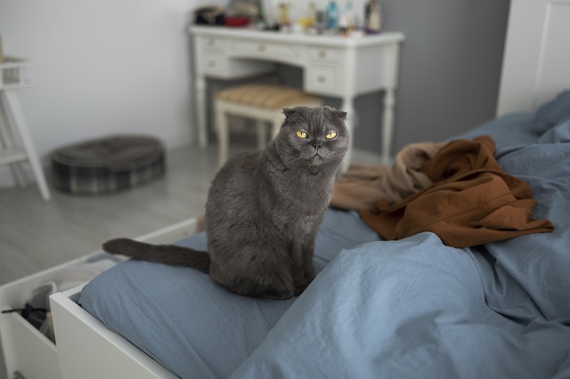 Эпидемиолог из Казани объяснила, как кошки могут довести пожилых людей до психоза