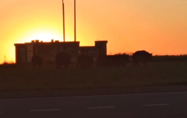 Стадо кабанов на закате запечатлели в Иннополисе