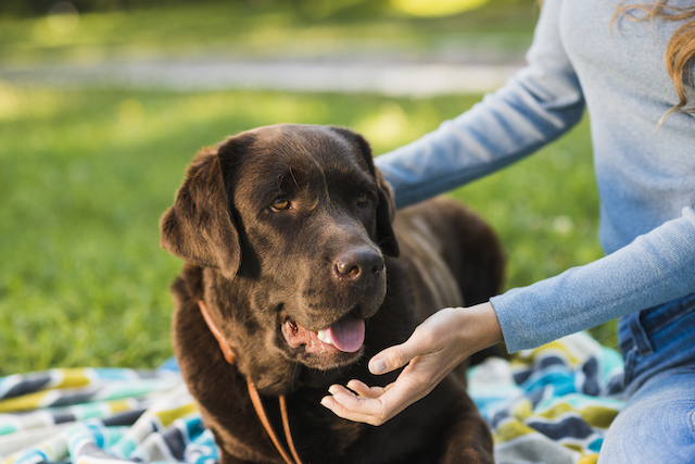 Время регистрации собак в Татарстане сократили до 15 минут
