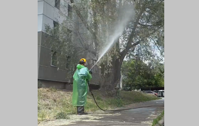 Жители двух районов Казани бьют тревогу из-за расплодившихся гусениц-шелкопрядов