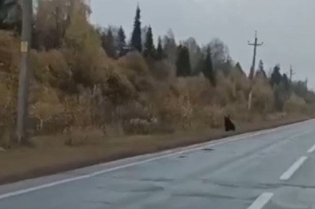 Выбежавшего к трассе медвежонка сняли на видео в Кукморском районе Татарстана