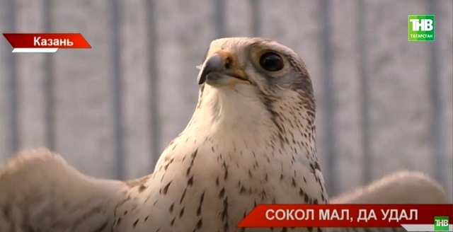 Экологи рассказали, как переселить соколов-балобанов из Крыма в Татарстан - видео