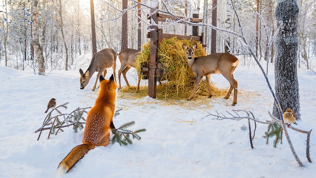 Пирамидки, отполированные губами: секретная помощь животным в татарстанских лесах